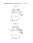 TUMOR-SPECIFIC PROMOTER AND ONCOLYTIC VIRUS VECTOR COMPRISING THE SAME diagram and image