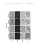 TUMOR-SPECIFIC PROMOTER AND ONCOLYTIC VIRUS VECTOR COMPRISING THE SAME diagram and image