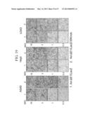 TUMOR-SPECIFIC PROMOTER AND ONCOLYTIC VIRUS VECTOR COMPRISING THE SAME diagram and image