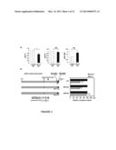 METHODS FOR SCREENING Th2 INFLAMMATORY DISEASES diagram and image