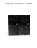 Surface-Modified Tantalum Oxide Nanoparticles, Preparation Method Thereof,     and Contrast Medium for X-Ray Computed Tomography and Highly Dielectric     Thin Film Using Same diagram and image