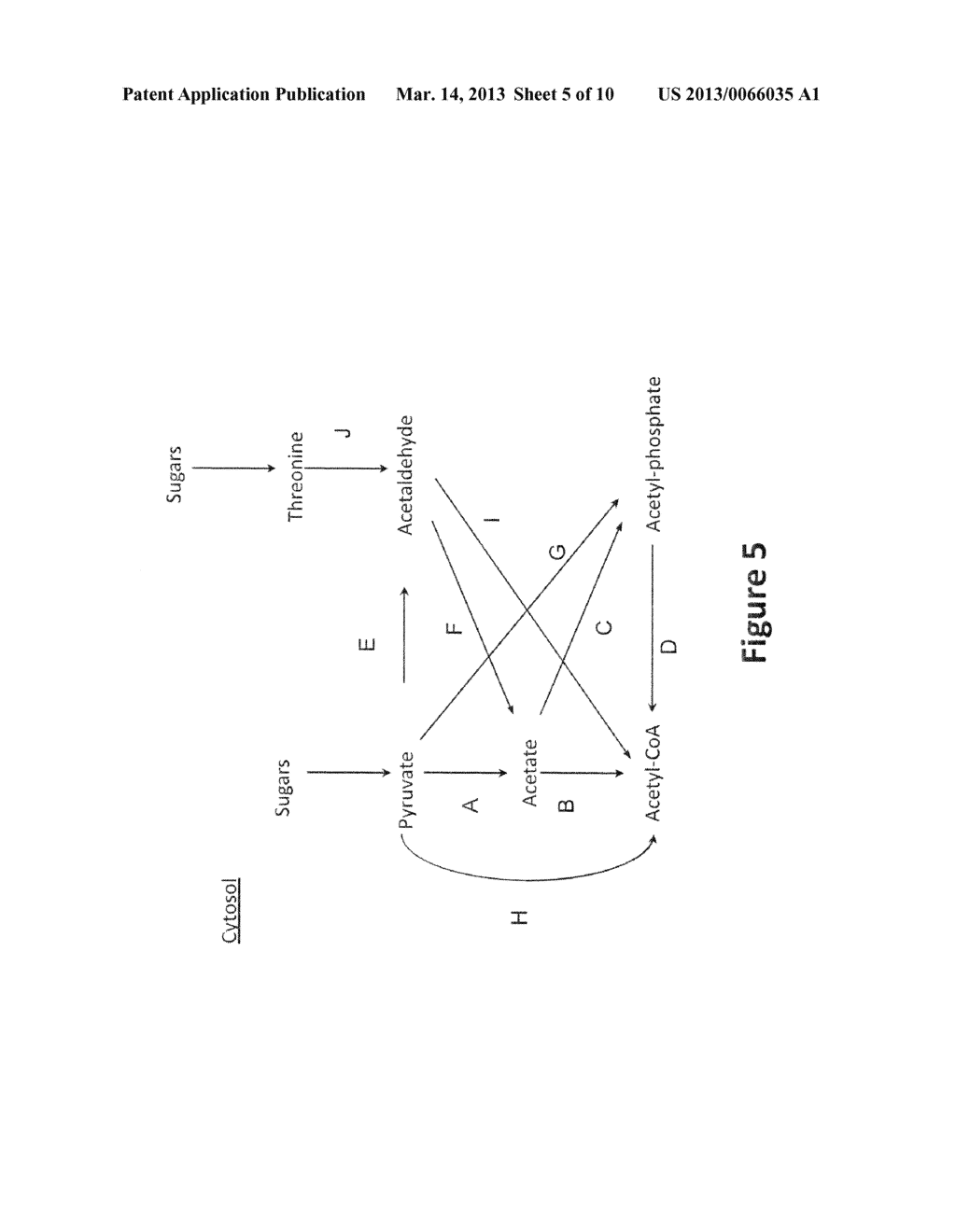 EUKARYOTIC ORGANISMS AND METHODS FOR INCREASING THE AVAILABILITY OF     CYTOSOLIC ACETYL-COA, AND FOR PRODUCING 1,3-BUTANEDIOL - diagram, schematic, and image 06