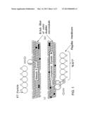 CHLAMYDOMONAS INTRAFLAGELLAR TRANSPORT 88 (IFT-88) diagram and image