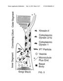 CHLAMYDOMONAS INTRAFLAGELLAR TRANSPORT 88 (IFT-88) diagram and image