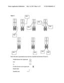 MULTIVALENT ANTIBODIES diagram and image