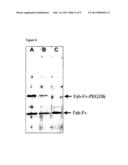 MULTIVALENT ANTIBODIES diagram and image