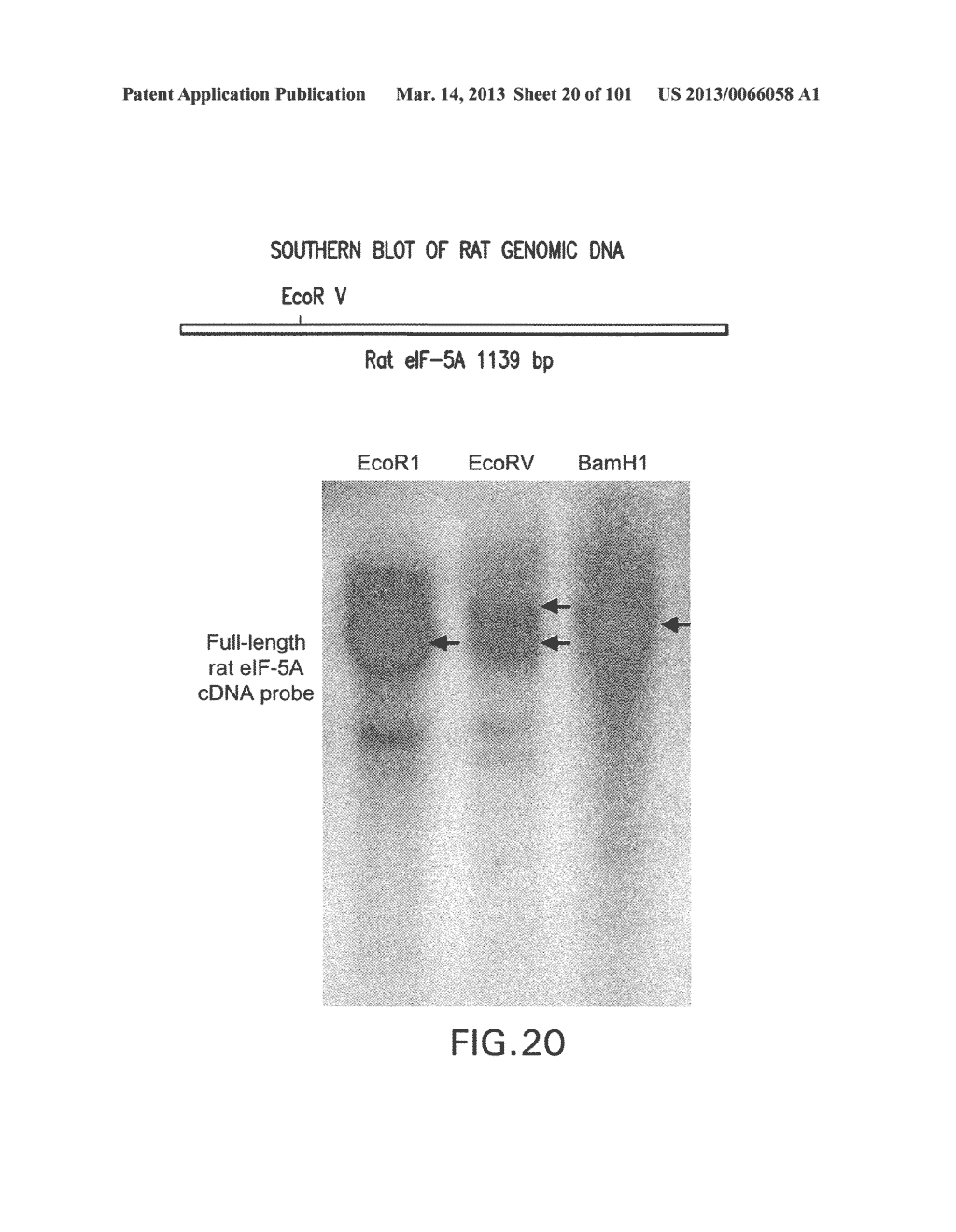 Use of Antisense Oligonucleotides or siRNA to Suppress Expression of     eIF-5A1 - diagram, schematic, and image 21