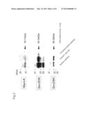 EQUOL-CONTAINING EXTRACT, METHOD FOR PRODUCTION THEREOF, METHOD FOR     EXTRACTION OF EQUOL, AND EQUOL-CONTAINING FOOD diagram and image