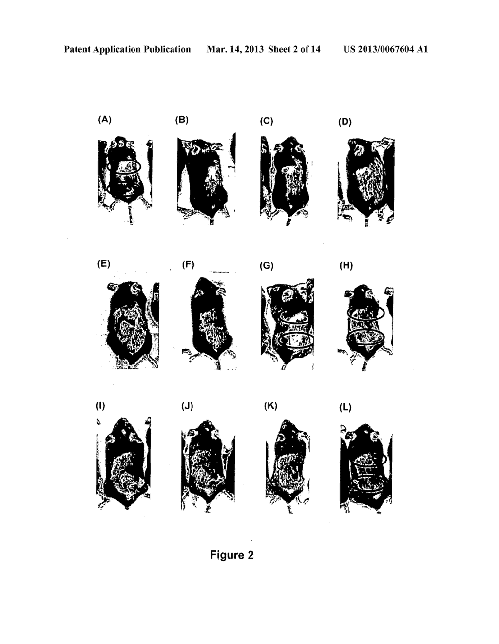 Method of Treatment or Prevention of Hair Loss or for the Enhancement of     Hair Growth - diagram, schematic, and image 03