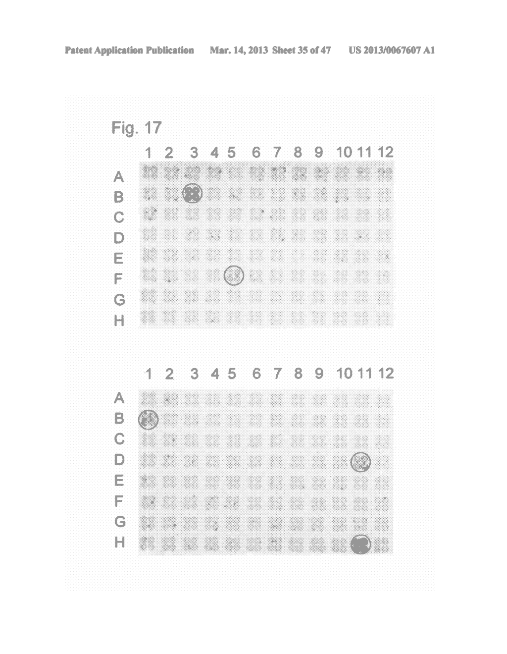 MEGANUCLEASE VARIANTS CLEAVING A DNA TARGET SEQUENCE FROM A RAG GENE AND     USES THEREOF - diagram, schematic, and image 36