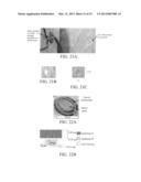 CURVED MULTIMORPH MICROACTUATORS THAT BEND AND/OR TWIST diagram and image