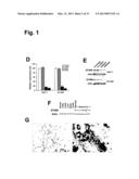 MONOCLONAL ANTIBODIES FOR TREATMENT OF CANCER diagram and image