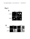 MONOCLONAL ANTIBODIES FOR TREATMENT OF CANCER diagram and image