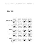 MONOCLONAL ANTIBODIES FOR TREATMENT OF CANCER diagram and image