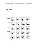 MONOCLONAL ANTIBODIES FOR TREATMENT OF CANCER diagram and image