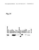 MONOCLONAL ANTIBODIES FOR TREATMENT OF CANCER diagram and image