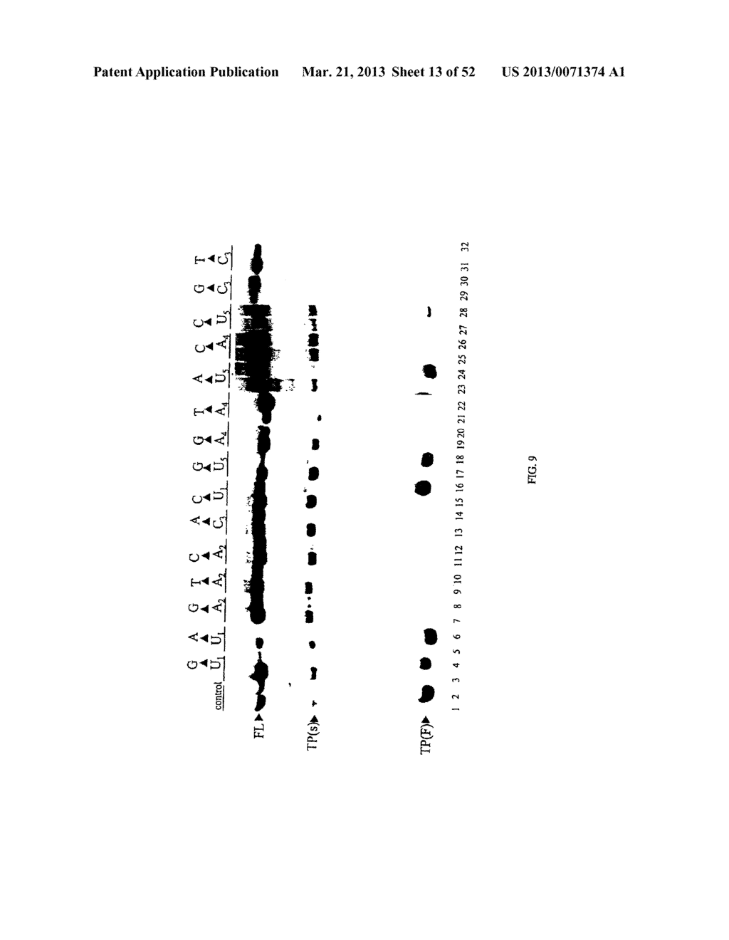 RNA Interferases and Methods of Use Thereof - diagram, schematic, and image 14