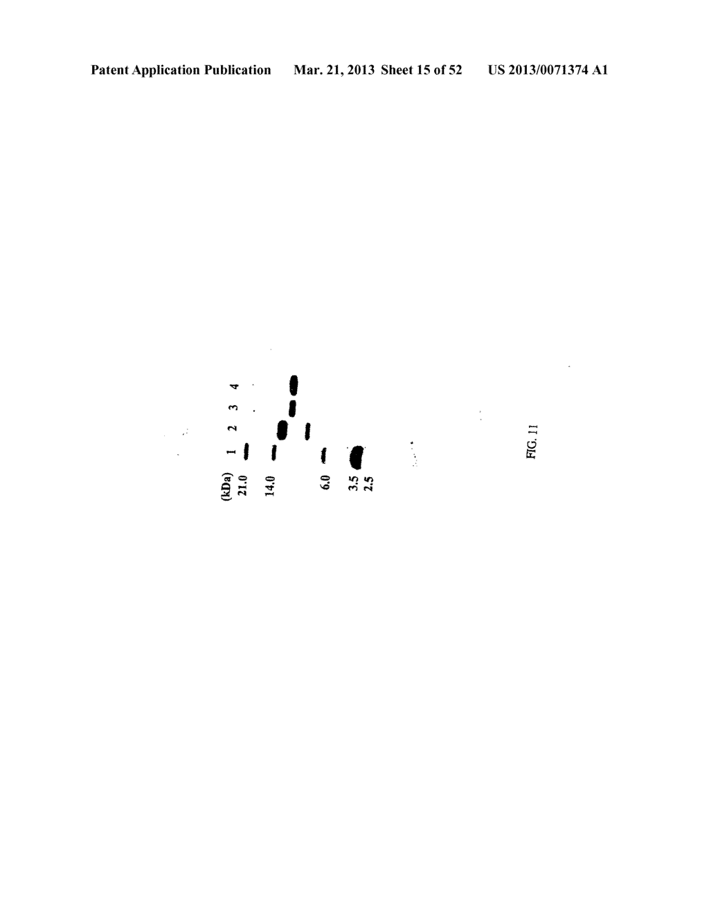 RNA Interferases and Methods of Use Thereof - diagram, schematic, and image 16
