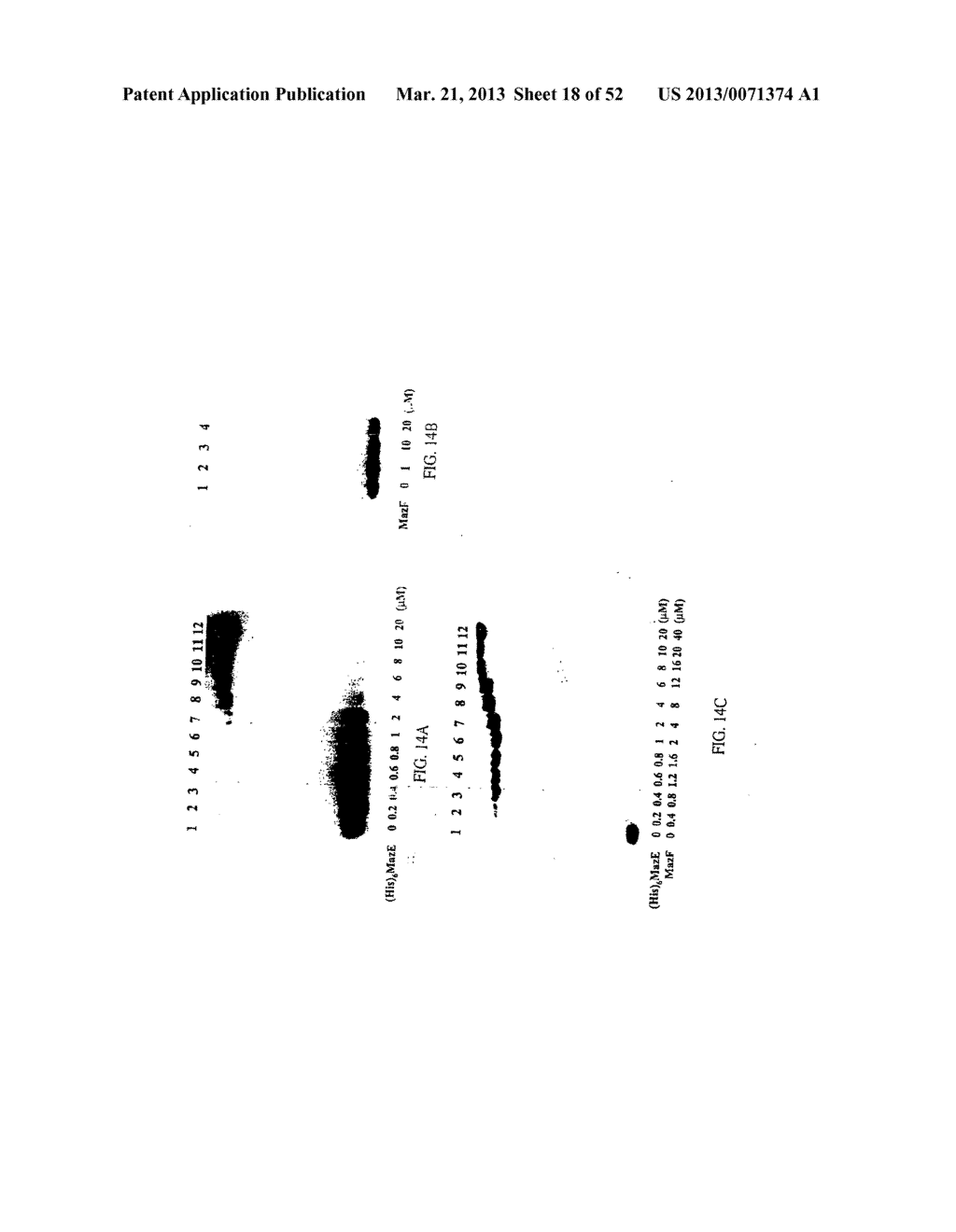 RNA Interferases and Methods of Use Thereof - diagram, schematic, and image 19