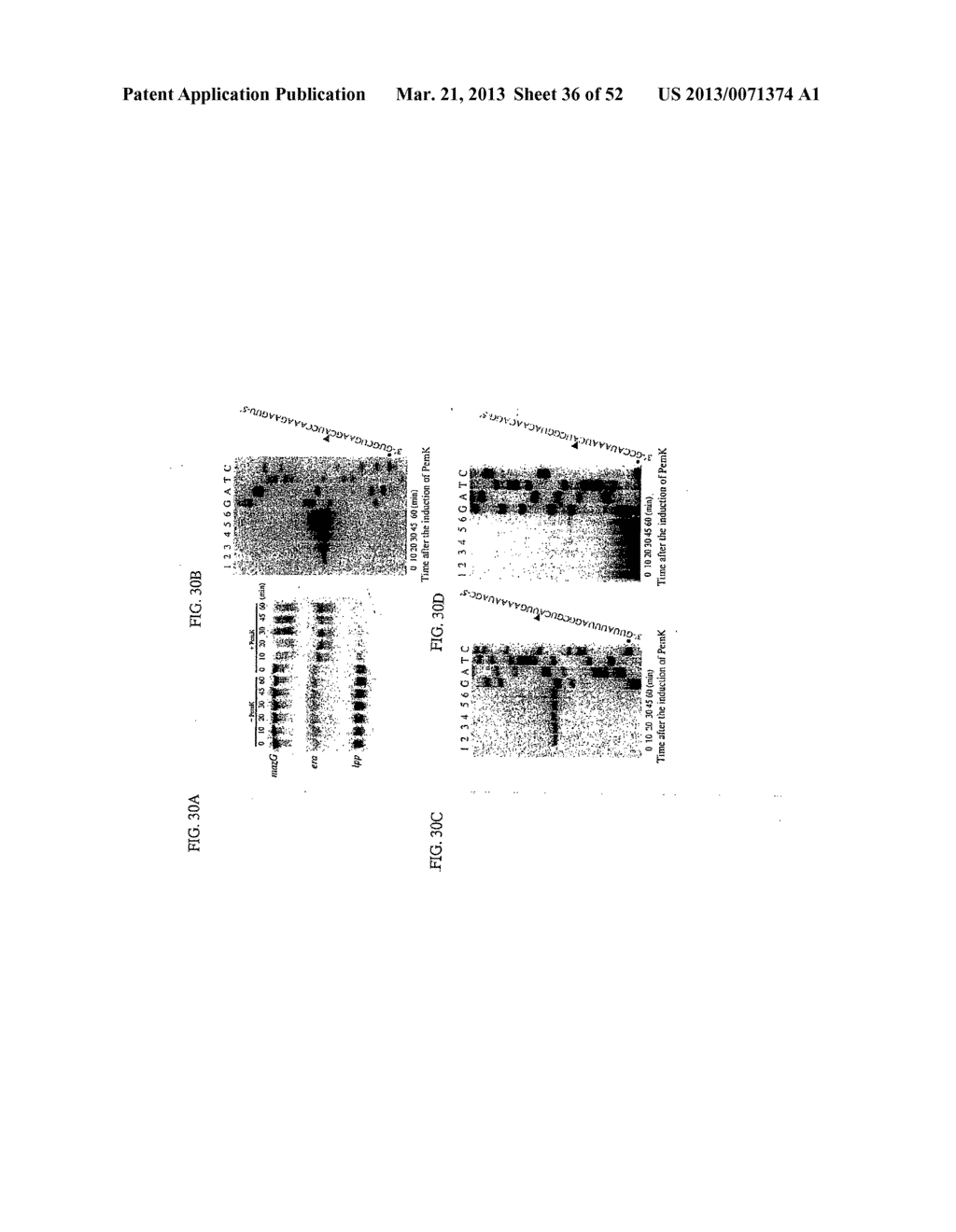 RNA Interferases and Methods of Use Thereof - diagram, schematic, and image 37