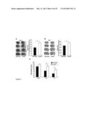 Small Heat Shock Proteins and Active Fragments Thereof as a Therapy for     Inflammation and Ischemia diagram and image