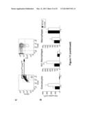 Small Heat Shock Proteins and Active Fragments Thereof as a Therapy for     Inflammation and Ischemia diagram and image