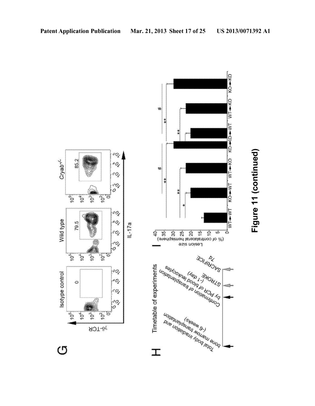 Small Heat Shock Proteins and Active Fragments Thereof as a Therapy for     Inflammation and Ischemia - diagram, schematic, and image 18