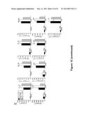 Small Heat Shock Proteins and Active Fragments Thereof as a Therapy for     Inflammation and Ischemia diagram and image