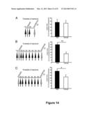 Small Heat Shock Proteins and Active Fragments Thereof as a Therapy for     Inflammation and Ischemia diagram and image