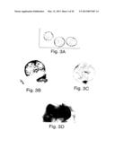 METHODS FOR MODULATING HEMATOPOIESIS AND VASCULAR GROWTH diagram and image