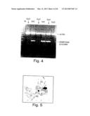 METHODS FOR MODULATING HEMATOPOIESIS AND VASCULAR GROWTH diagram and image