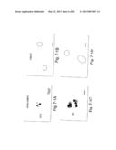 METHODS FOR MODULATING HEMATOPOIESIS AND VASCULAR GROWTH diagram and image