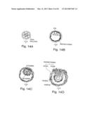 METHODS FOR MODULATING HEMATOPOIESIS AND VASCULAR GROWTH diagram and image