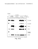 METHODS FOR MODULATING HEMATOPOIESIS AND VASCULAR GROWTH diagram and image