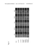 MICRORNA-CONTROLLED RECOMBINANT VACCINIA VIRUS AND USE THEREOF diagram and image