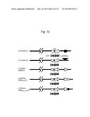 MICRORNA-CONTROLLED RECOMBINANT VACCINIA VIRUS AND USE THEREOF diagram and image