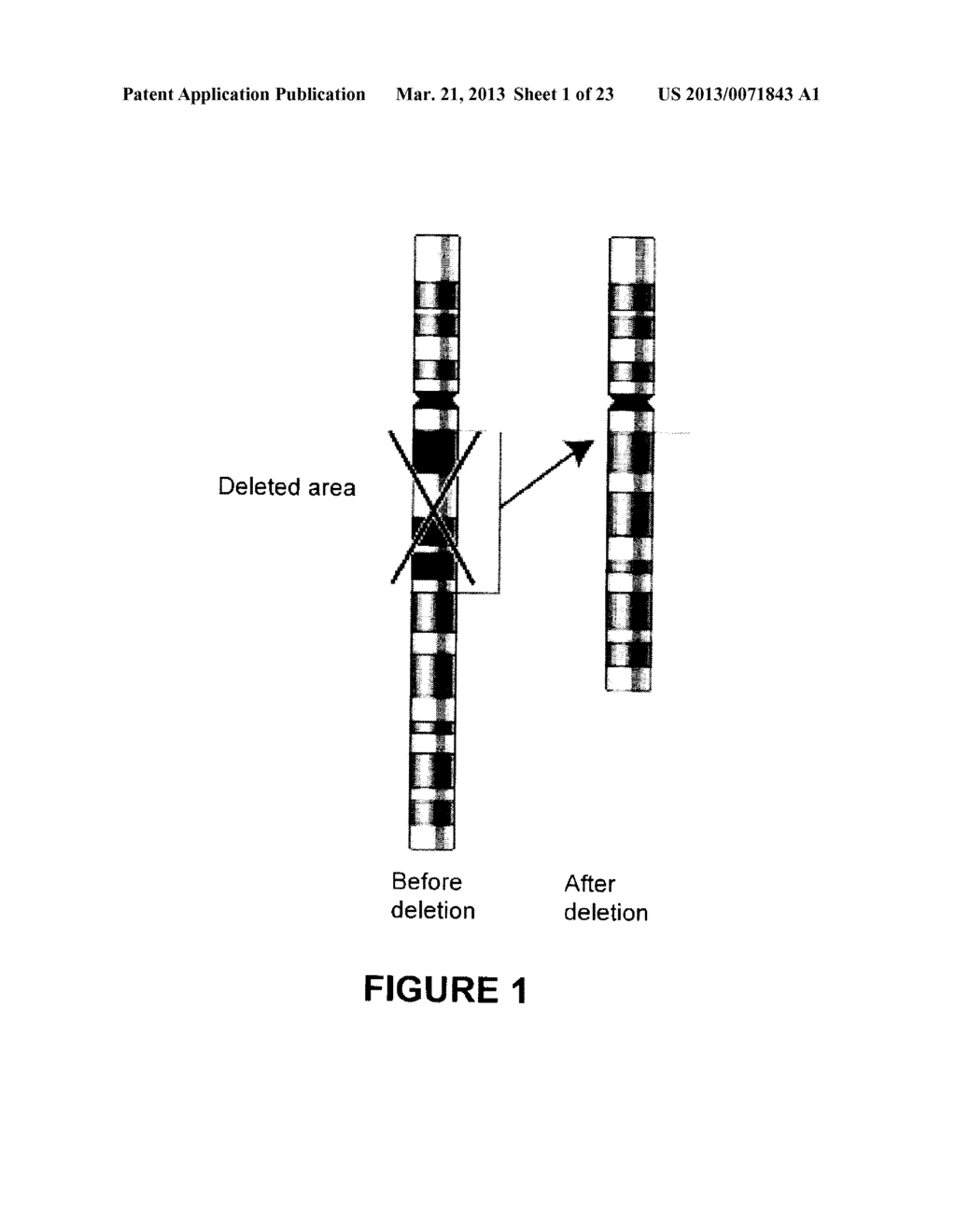 METHODS, PROBE SETS, AND KITS FOR DETECTION OF DELETION OF TUMOR     SUPPRESSOR GENES BY FLUORESCENCE IN SITU HYBRIDIZATION - diagram, schematic, and image 02