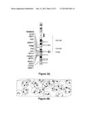 METHODS, PROBE SETS, AND KITS FOR DETECTION OF DELETION OF TUMOR     SUPPRESSOR GENES BY FLUORESCENCE IN SITU HYBRIDIZATION diagram and image