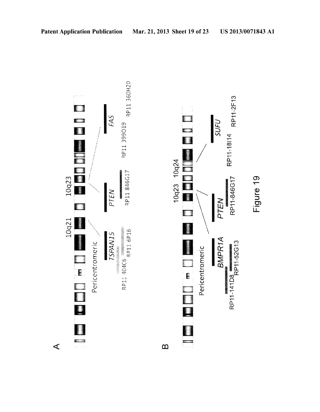 METHODS, PROBE SETS, AND KITS FOR DETECTION OF DELETION OF TUMOR     SUPPRESSOR GENES BY FLUORESCENCE IN SITU HYBRIDIZATION - diagram, schematic, and image 20