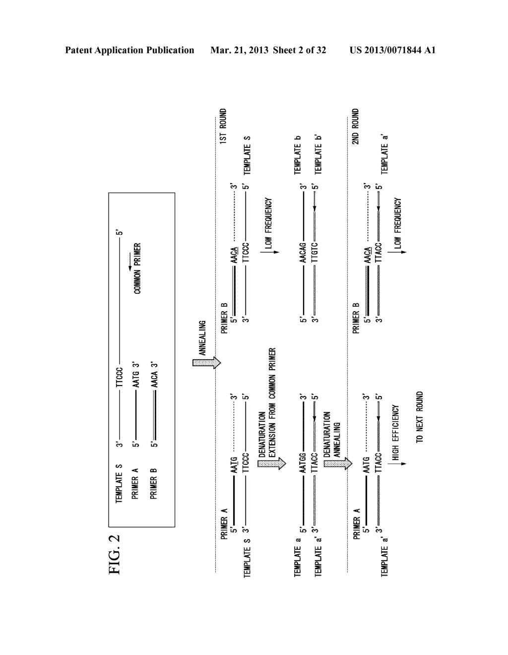 METHOD FOR DETECTING TARGET BASE SEQUENCE USING COMPETITIVE PRIMER - diagram, schematic, and image 03