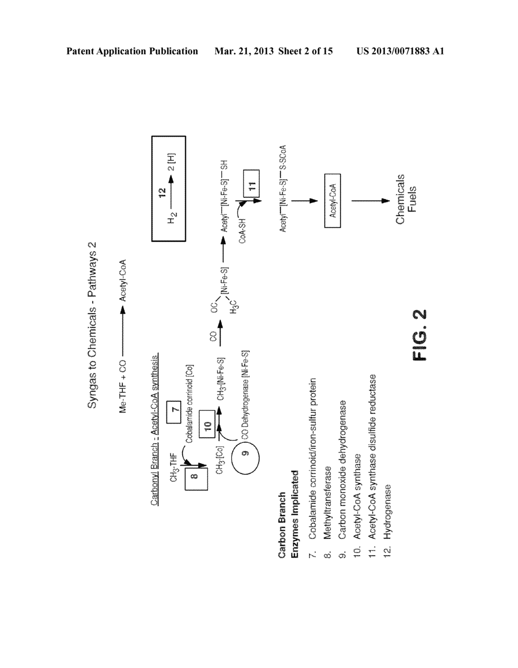 METHODS AND ORGANISMS FOR UTILIZING SYNTHESIS GAS OR OTHER GASEOUS CARBON     SOURCES AND METHANOL - diagram, schematic, and image 03