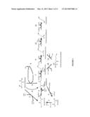 MICROORGANISMS FOR THE PRODUCTION OF 1,4-BUTANEDIOL diagram and image