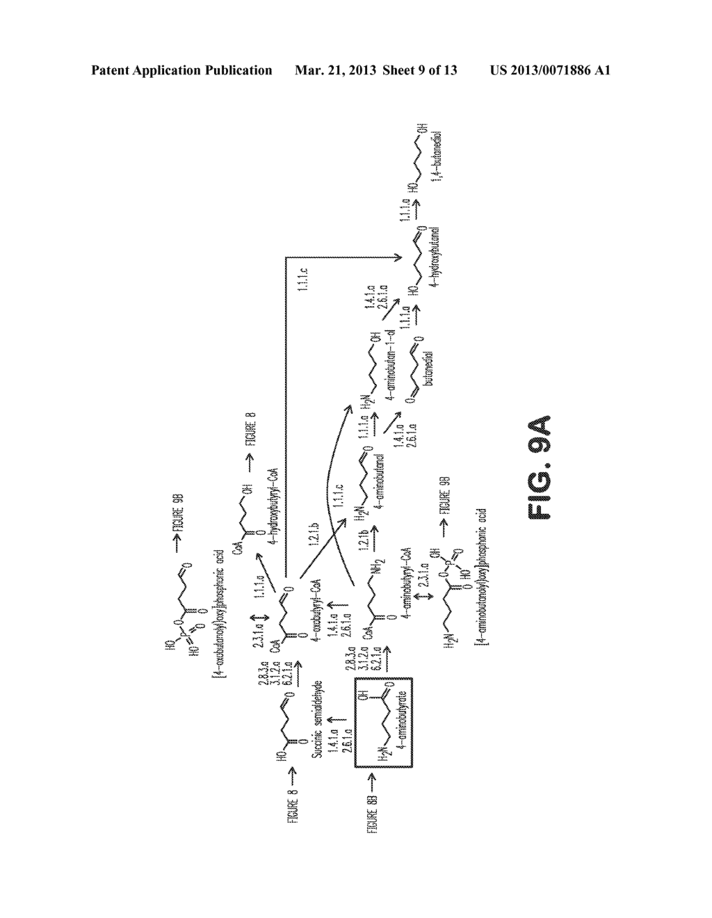 MICROORGANISMS FOR THE PRODUCTION OF 1,4-BUTANEDIOL - diagram, schematic, and image 10