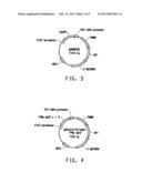 IN SITU EXPRESSION OF LIPASE FOR ENZYMATIC PRODUCTION OF ALCOHOL ESTERS     DURING FERMENTATION diagram and image