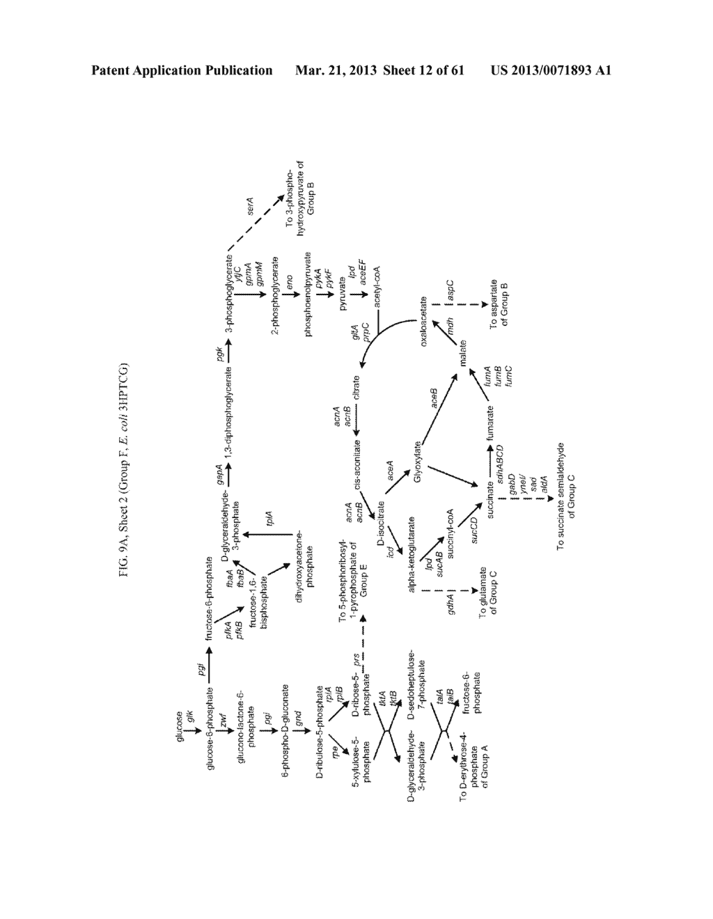 METHODS FOR PRODUCING 3-HYDROXYPROPIONIC ACID AND OTHER PRODUCTS - diagram, schematic, and image 13