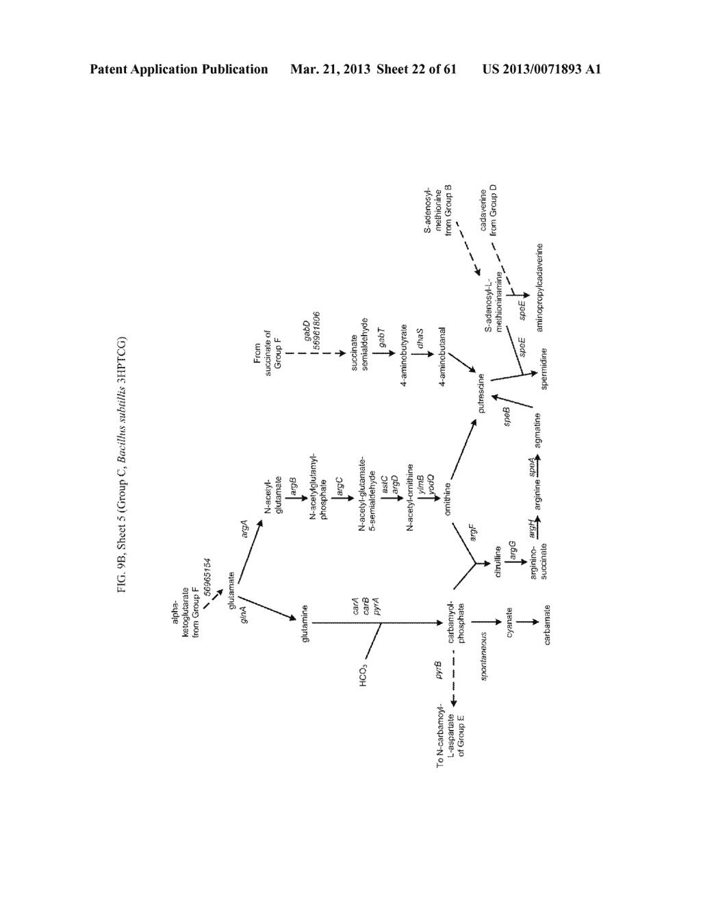 METHODS FOR PRODUCING 3-HYDROXYPROPIONIC ACID AND OTHER PRODUCTS - diagram, schematic, and image 23