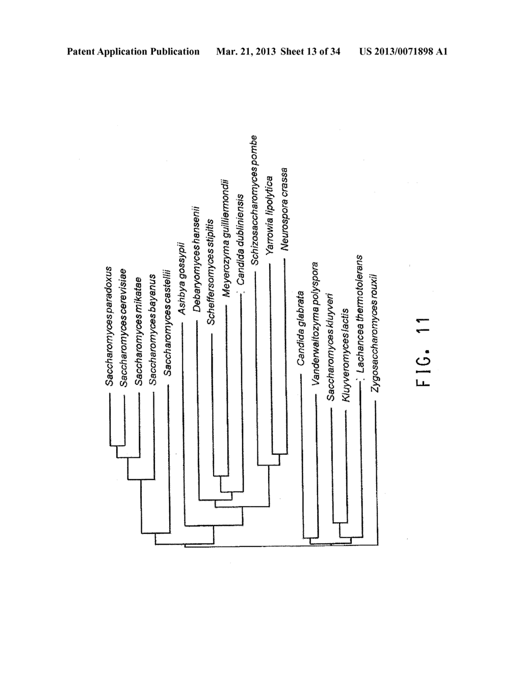 HOST CELLS AND METHODS FOR PRODUCTION OF ISOBUTANOL - diagram, schematic, and image 14