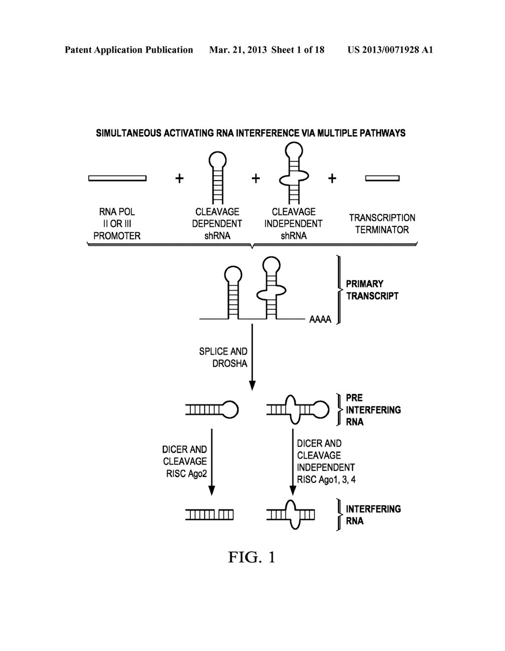 NOVEL SHRNA MOLECULES AND METHODS OF USE THEREOF - diagram, schematic, and image 02