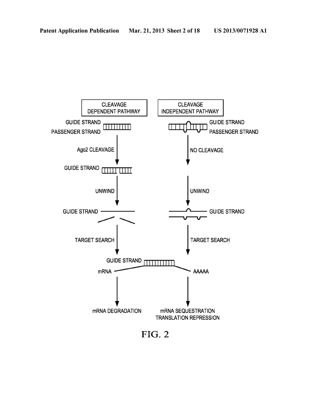 NOVEL SHRNA MOLECULES AND METHODS OF USE THEREOF - diagram, schematic, and image 03