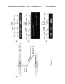 PHYSICAL MAP CONSTRUCTION OF WHOLE GENOME AND POOLED CLONE MAPPING IN     NANOCHANNEL ARRAY diagram and image